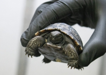 Sixteen Critically Endangered Tortoise Hatchlings Make Debut at Philadelphia Zoo