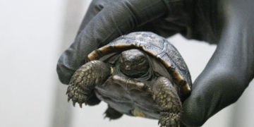 Sixteen Critically Endangered Tortoise Hatchlings Make Debut at Philadelphia Zoo