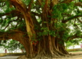 Beatniks Genuflect To Tree Over Climate Change ‘Guilt’