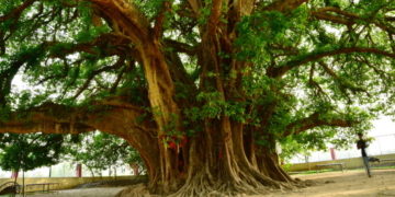 Beatniks Genuflect To Tree Over Climate Change ‘Guilt’