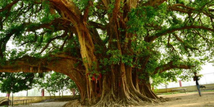 Beatniks Genuflect To Tree Over Climate Change ‘Guilt’