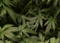 DANIEL MCCARTHY: Just Say No To More Marijuana