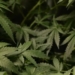 DANIEL MCCARTHY: Just Say No To More Marijuana