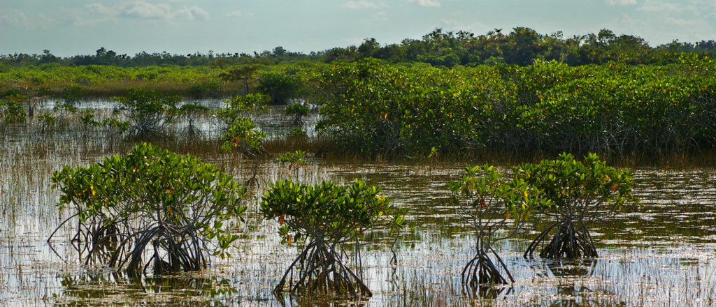 Obama-Appointed Judge Halts ‘Alligator Alcatraz’ Construction In Response To Environmentalist Lawsuit