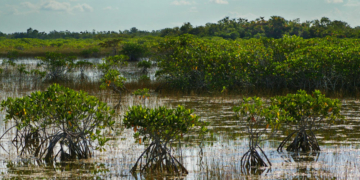 Obama-Appointed Judge Halts ‘Alligator Alcatraz’ Construction In Response To Environmentalist Lawsuit