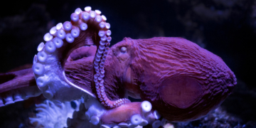 Beloved Octopus at California Aquarium Nears End of Life, Inspires Outpouring of Love