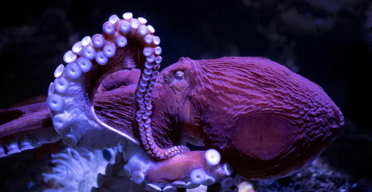 Beloved Octopus at California Aquarium Nears End of Life, Inspires Outpouring of Love
