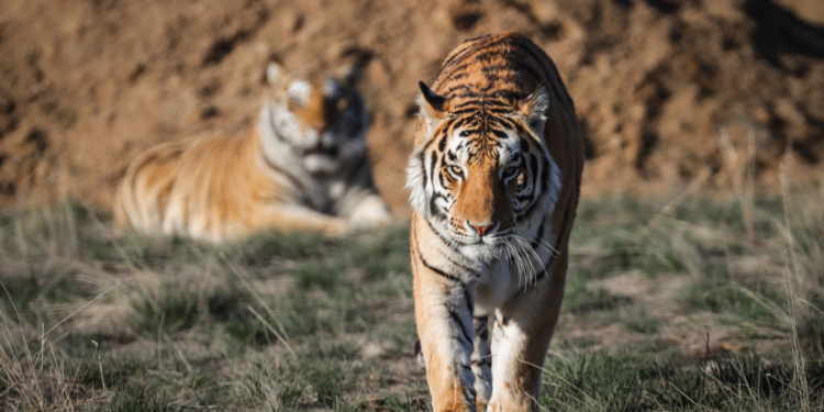 ‘Tiger King’ Associate Killed During Performance at Oklahoma Tiger Preserve