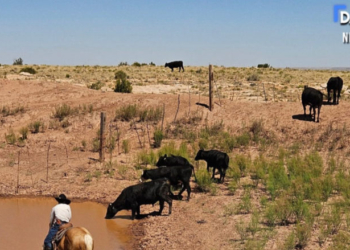 EXCLUSIVE: Legacy Ranchers Fear Solar Industry Razing Farmland Into ‘Dust Bowl’