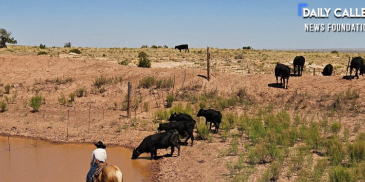 EXCLUSIVE: Legacy Ranchers Fear Solar Industry Razing Farmland Into ‘Dust Bowl’