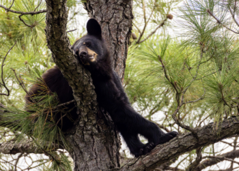 Unexpected Visitor: Wild Black Bear Sneaks Into Zoo, Says Hello to Residents