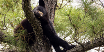 Unexpected Visitor: Wild Black Bear Sneaks Into Zoo, Says Hello to Residents