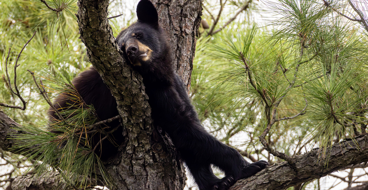 Unexpected Visitor: Wild Black Bear Sneaks Into Zoo, Says Hello to Residents