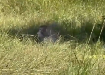 Three Research Monkeys Still Missing in Mississippi After Truck Crash Sparks Confusion and Safety Concerns