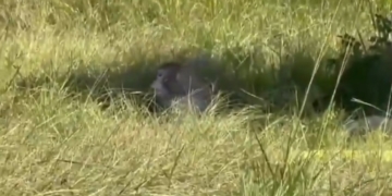 Three Research Monkeys Still Missing in Mississippi After Truck Crash Sparks Confusion and Safety Concerns