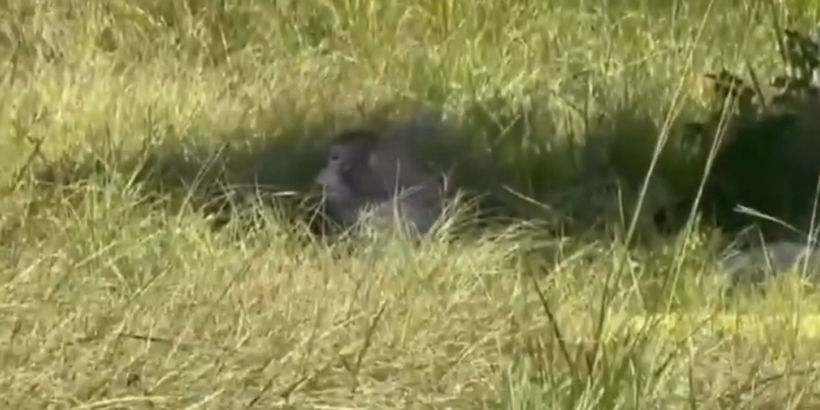 Three Research Monkeys Still Missing in Mississippi After Truck Crash Sparks Confusion and Safety Concerns