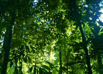 DAVID BLACKMON: COP 30 Preparations Embody All That is Wrong With Climate Alarmism