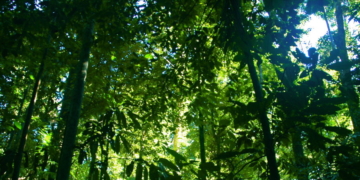 DAVID BLACKMON: COP 30 Preparations Embody All That is Wrong With Climate Alarmism