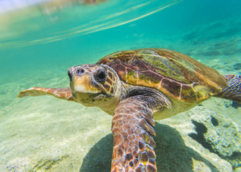 Rescued Loggerhead Sea Turtle ‘Swim Shady’ Released After Near-Fatal Boat Strike