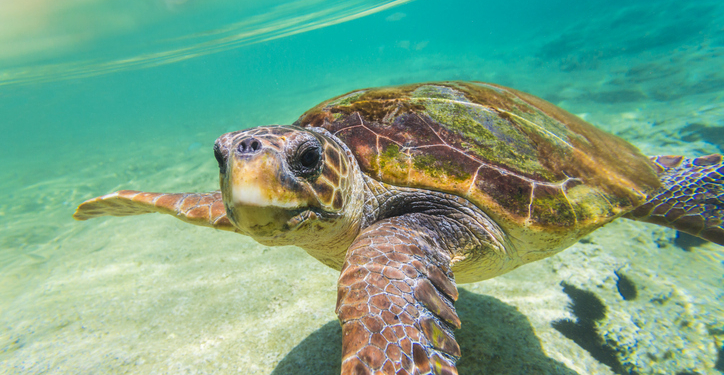 Rescued Loggerhead Sea Turtle ‘Swim Shady’ Released After Near-Fatal Boat Strike
