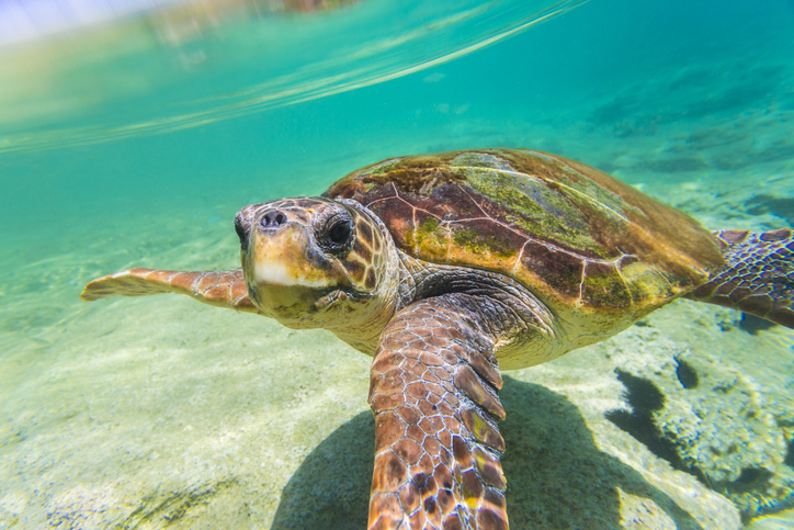 Rescued Loggerhead Sea Turtle ‘Swim Shady’ Released After Near-Fatal Boat Strike