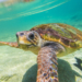 Rescued Loggerhead Sea Turtle ‘Swim Shady’ Released After Near-Fatal Boat Strike