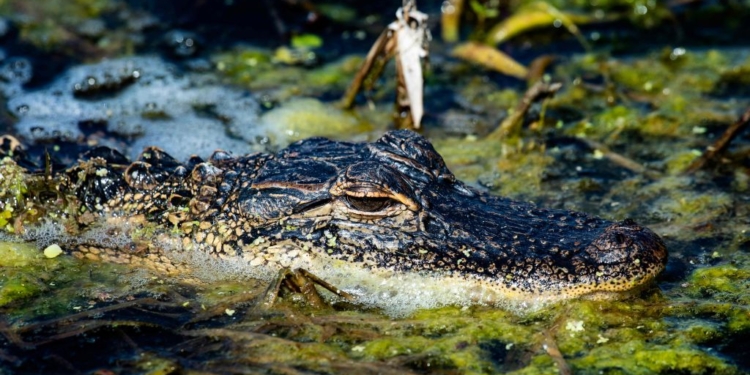 Runaway Gator Captured After Startling Stroll Through Boston