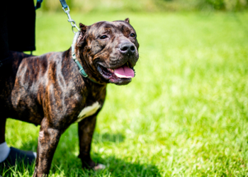 Texas Student Mauled to Death While Pet-Sitting Pit Bulls After Warning of Sudden ‘Change’ in Dogs