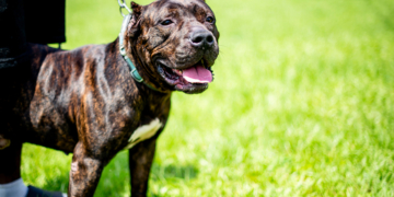 Texas Student Mauled to Death While Pet-Sitting Pit Bulls After Warning of Sudden ‘Change’ in Dogs