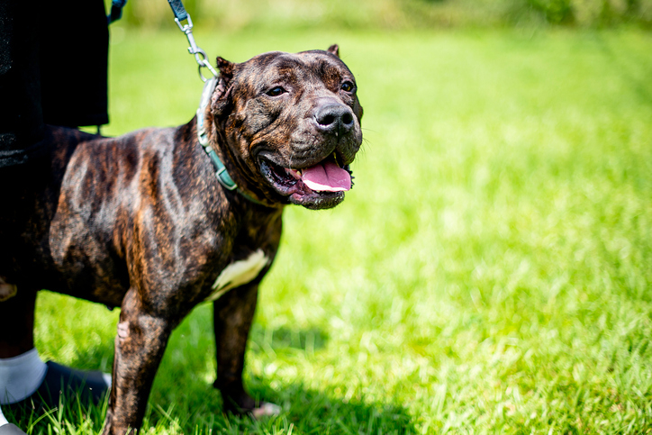 Texas Student Mauled to Death While Pet-Sitting Pit Bulls After Warning of Sudden ‘Change’ in Dogs