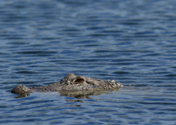 South Carolina Mom Bags 12-Foot Alligator, Plans Full-Body Rug