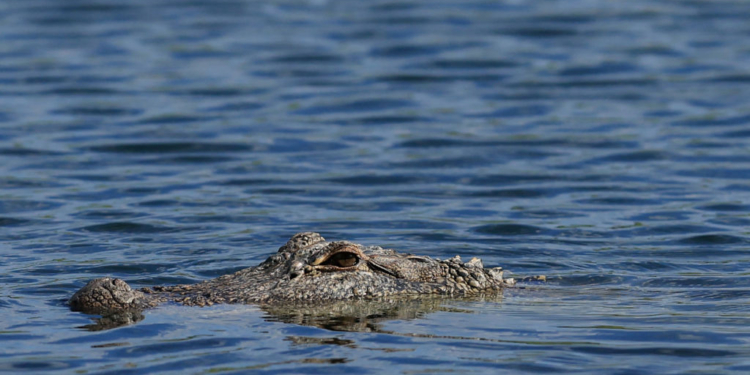 South Carolina Mom Bags 12-Foot Alligator, Plans Full-Body Rug