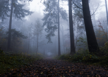 Wisconsin Woman Who Attacked Classmate for Slender Man Vanishes from Group Home