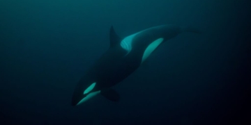 Orcas Caught on Camera Hunting Great White Sharks for Their Livers off Mexican Coast