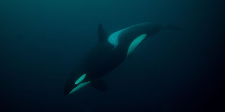 Orcas Caught on Camera Hunting Great White Sharks for Their Livers off Mexican Coast