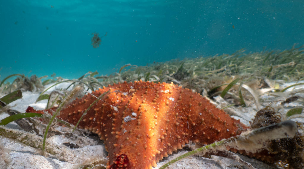 Scientists Finally Identify Bacteria Behind Mysterious Mass Die-Off of 5 Billion Sea Stars