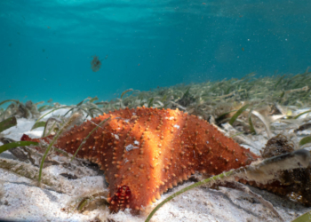 Scientists Finally Identify Bacteria Behind Mysterious Mass Die-Off of 5 Billion Sea Stars