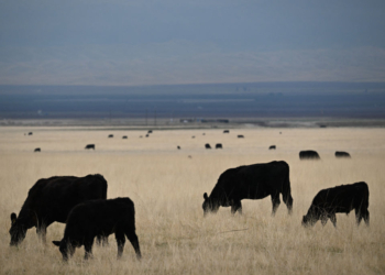 Americans Keep Buying Beef as Prices Hit Record Highs