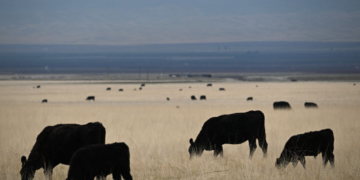 Americans Keep Buying Beef as Prices Hit Record Highs