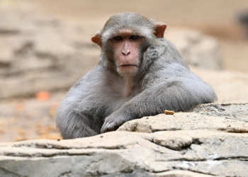 Mississippi Mom Shoots Escaped Research Monkey After Truck Crash