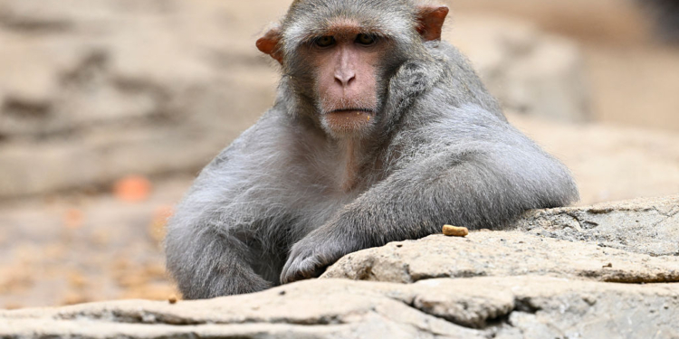 Mississippi Mom Shoots Escaped Research Monkey After Truck Crash