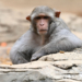 Mississippi Mom Shoots Escaped Research Monkey After Truck Crash