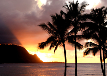 Hawaiian Beach Shut Down After Surfer Bitten by Shark in Hanalei Bay
