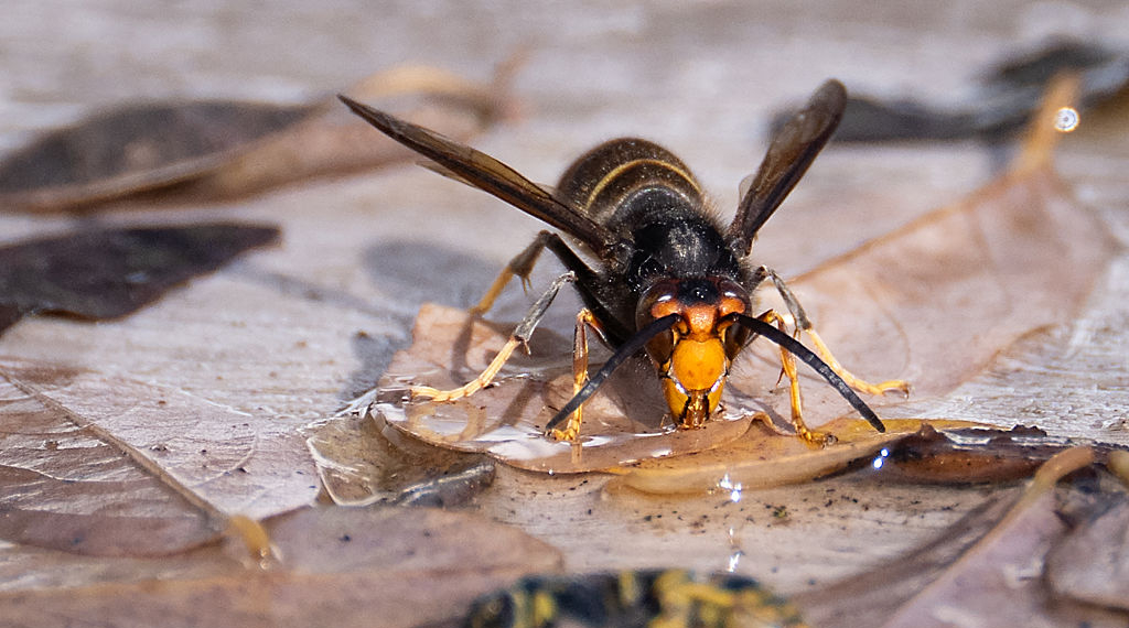 Father and Son Killed in Rare Asian Giant Hornet Attack While Ziplining in Laos