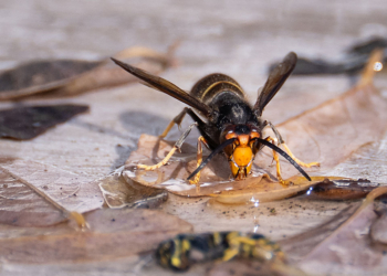 Father and Son Killed in Rare Asian Giant Hornet Attack While Ziplining in Laos