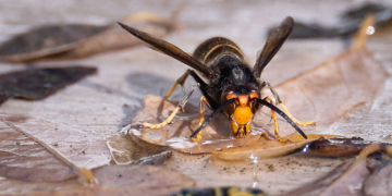 Father and Son Killed in Rare Asian Giant Hornet Attack While Ziplining in Laos