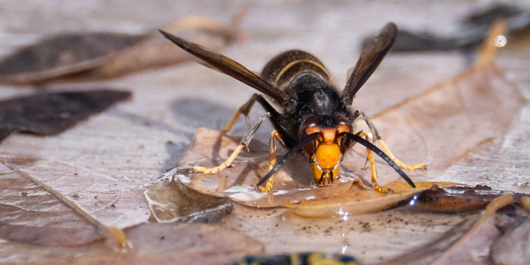 Father and Son Killed in Rare Asian Giant Hornet Attack While Ziplining in Laos