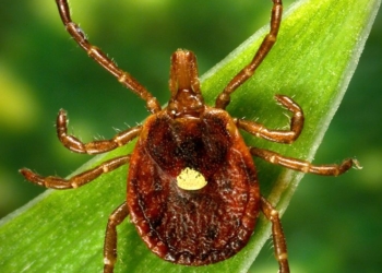 Researchers Report First Known Death Linked to Tick-Triggered Meat Allergy