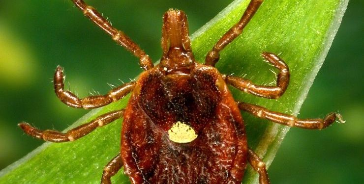 Researchers Report First Known Death Linked to Tick-Triggered Meat Allergy