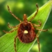 Researchers Report First Known Death Linked to Tick-Triggered Meat Allergy